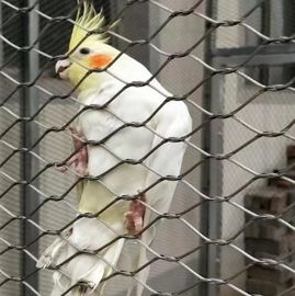 Reticolato flessibile della maglia del cavo metallico per la maglia animale dello zoo di recinzioni dell'uccelliera