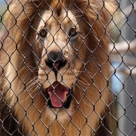 Anti rete metallica mordace dello zoo dell'acciaio inossidabile 304 per la maglia di recinzione protettiva del leone degli animali